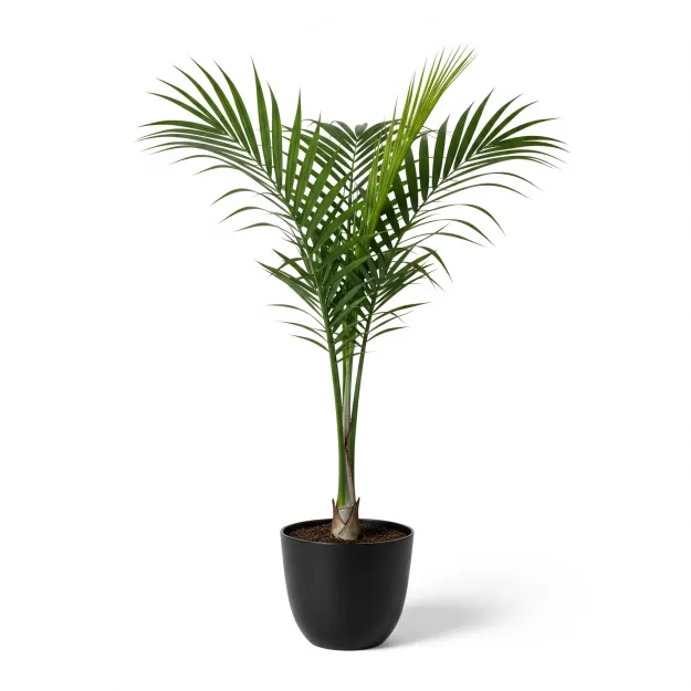 Picture of Royal Palm Plant ফুলের চারা - রয়্যাল পাম গাছ অনলাইনে কিনুন বাংলাদেশে | Royal Palm Tree Sapling