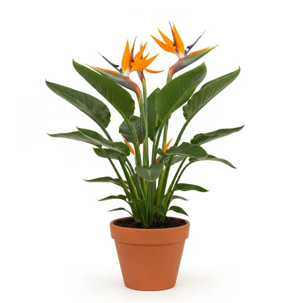 Picture of বার্ড অফ প্যারাডাইস ফুলের চারা - Bird of Paradise Flower Plant ( স্ট্রেলিটজিয়া রেজিনা )