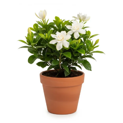 Picture of গন্ধরাজ ফুলের চারা - সুগন্ধী গার্ডেনিয়া গাছ | Gardenia Plant