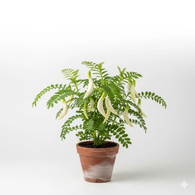 Picture of বকফুল ফ্লাওয়ার প্ল্যান্ট - Bokful Flower Plant - আপনার বাগানের জন্য সেরা ফুলের চারা