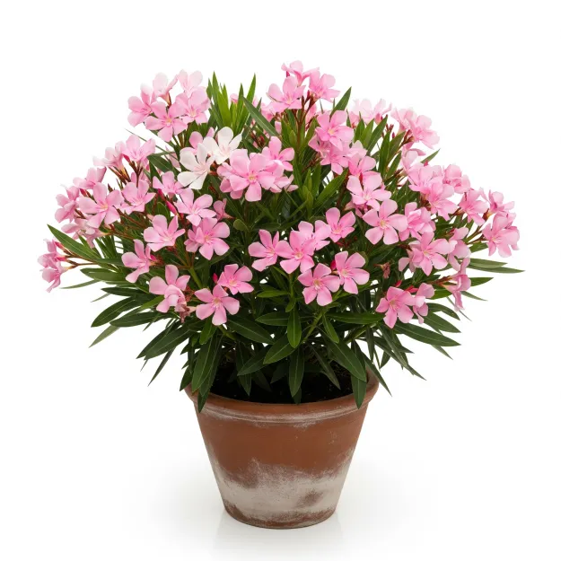 Picture of করবী ফুলের চারা - Karabi Flower Plant - আপনার বাগানের জন্য