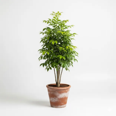 Picture of ছাতিম ফুলের চারা - সরাসরি বাগান থেকে | ছাতিম গাছ কিনুন অনলাইনে - Affordable Price