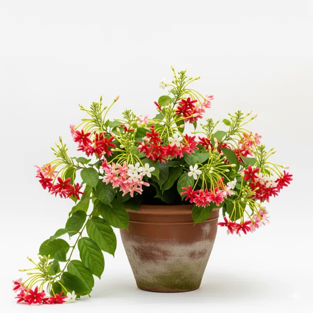 Picture of মধুমালতী ফুলের চারা - অনলাইনে কিনুন | Madhumalati Flower Plant - Buy Online