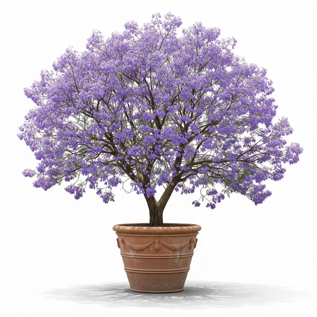 Picture of Jacaranda ফুলের চারা - আপনার বাগানের জন্য পারফেক্ট