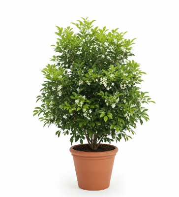 Picture of বল কামিনী ফুলের চারা - আপনার বাগানের জন্য সেরা পছন্দ