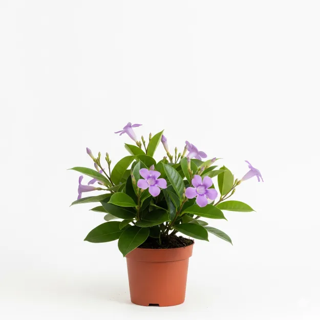 Picture of Rubber Vine Flower Plant - রাবার ভাইন ফুলের চারা - Buy Online in Bangladesh