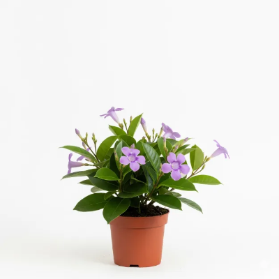 Picture of Rubber Vine Flower Plant - রাবার ভাইন ফুলের চারা - Buy Online in Bangladesh