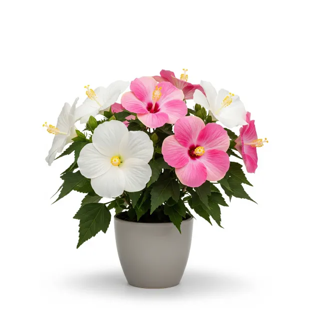 Picture of স্থলপদ্ম ফুলের চারা - Night Blooming Cereus Plant - সুলভ মূল্যে কিনুন!