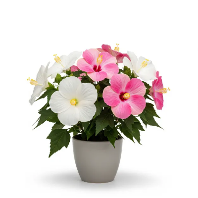 Picture of স্থলপদ্ম ফুলের চারা - Night Blooming Cereus Plant - সুলভ মূল্যে কিনুন!