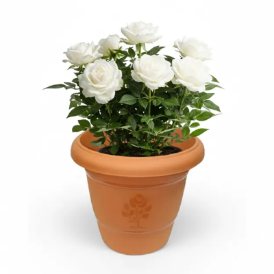 Picture of সাদা ইরানি গোলাপ চারা - White Irani Rose Plant