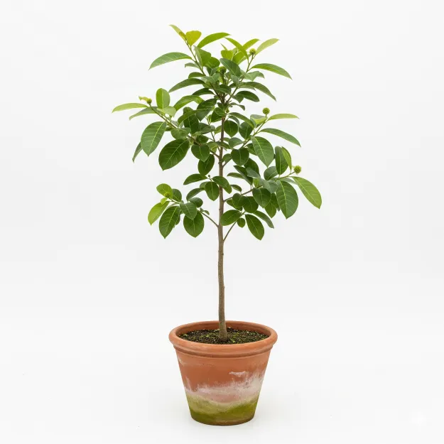 Picture of কদম ফুলের চারা - বর্ষার সৌন্দর্য আপনার বাগানে (Kadom Flower Plant)