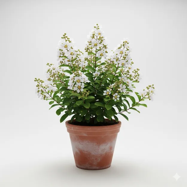 Picture of সাদা ফুরুশ ফুলের চারা - White Lagerstroemia Indica Seedling | এখনই কিনুন!