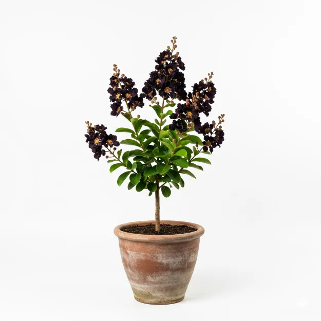 Picture of কালো ফুরুশ ফুলের চারা - Black Furus Flower Plant - Buy Online in Bangladesh