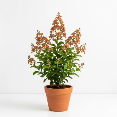 Picture of খয়েরি রঙের ফুরুশ ফুলের চারা - Brown Lagerstroemia indica Plant (Furus Flower Plant)