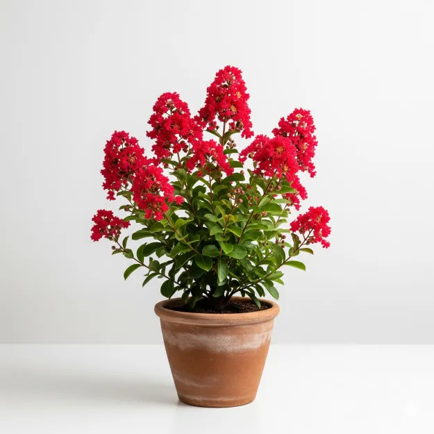 Picture of লাল ফুরুশফুলের চারা - Flame of the Forest Seedling - Buy Red Palash Seedling Online in Bangladesh