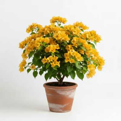 Picture of বাগানবিলাস হলুদ ফুল গাছ - Bougainvillea Yellow Flower Plant - অনলাইনে কিনুন