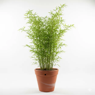 Picture of চায়না বাঁশ ফুল চারা - China Bamboo Flower Plant (দ্রুত বর্ধনশীল এবং শোভাময়)