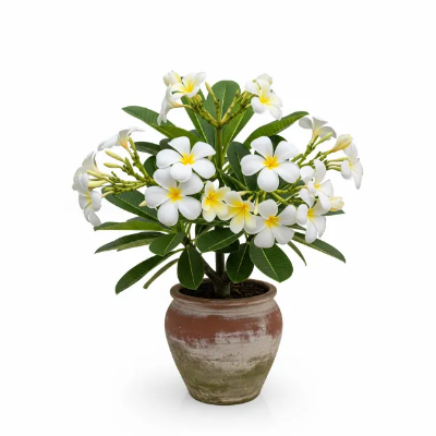 Picture of সাদা কাঠগোলাপ ফুলের চারা - White কাঠগোলাপ Plant - অনলাইনে কিনুন