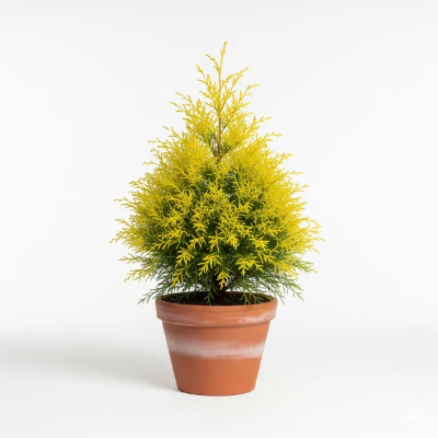 Picture of গোল্ড মপ সাইপ্রেস ফুলের চারা - Gold Mop Cypress Plant