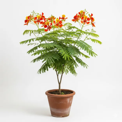 Picture of কৃষ্ণচূড়া ফুলের চারা - Krishnochura- Buy Online in Bangladesh