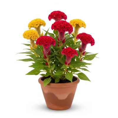 Picture of মোরগফুল ফুলের চারা - আকর্ষণীয় রঙের সমাহার | Celosia Flower Plant