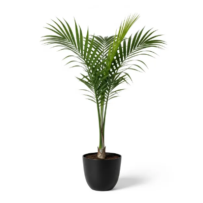 Picture of Royal Palm Plant ফুলের চারা - রয়্যাল পাম গাছ অনলাইনে কিনুন বাংলাদেশে | Royal Palm Tree Sapling