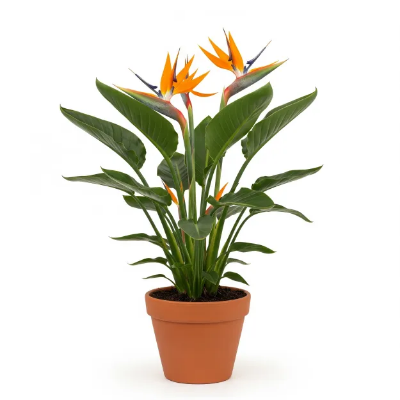 Picture of বার্ড অফ প্যারাডাইস ফুলের চারা - Bird of Paradise Flower Plant ( স্ট্রেলিটজিয়া রেজিনা )