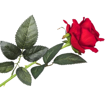 Picture of Real Touch Artificial Rose For wedding festivals Lovers - Home Decoration Item - Multicolor