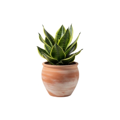 Picture of বার্ড নেস্ট স্নেক প্ল্যান্ট ফুলের চারা - Bird's Nest Snake Plant Flower Seedling (Sansevieria trifasciata)