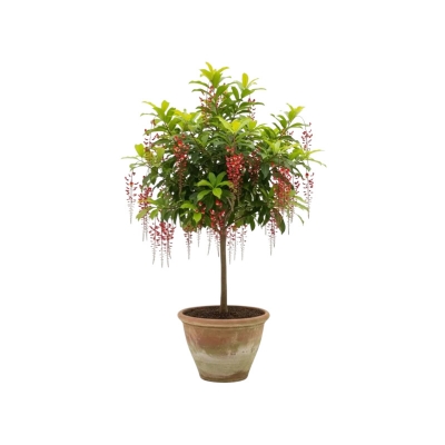 Picture of হিজল ফুলের চারা - আকর্ষণীয় সুগন্ধী ফুলে বাগান সাজান | হিজল গাছ