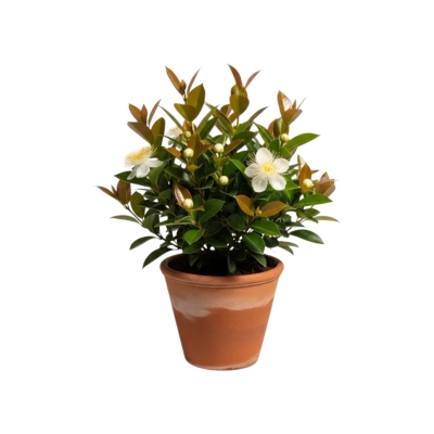 Picture of নাগেশ্বর ফুলের চারা - Nageshwar Flower Plant - আকর্ষণীয় সুগন্ধী ফুল