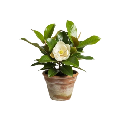 Picture of হরিঞ্চাপা ফুলের চারা - অনলাইনে কিনুন | Buy Harinchapa Flower Plant Online