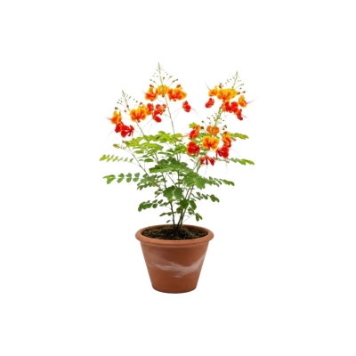 Picture of রাধাচূড়া ফুলের চারা - Radhachura - আকর্ষণীয় দামে কিনুন!