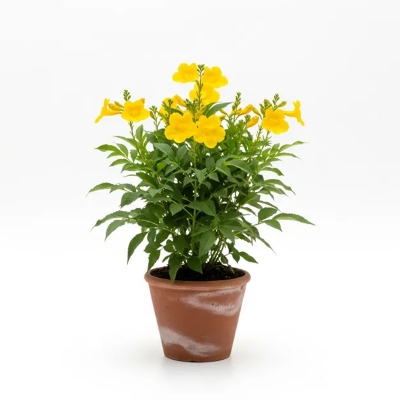 Picture of গৌরীচুরি ফুলের চারা - অনলাইনে কিনুন | Gouri Chouri Flower Plant - Buy Online