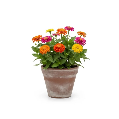Picture of জিনিয়া ফুলের চারা - Zinnia Flower Plant - অনলাইনে কিনুন