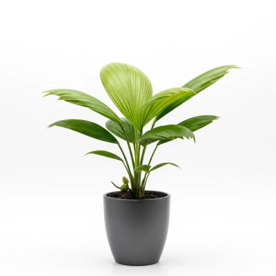 Picture of তাল/Palmyra Palm চারা - আপনার বাগানের জন্য দেশীয় গাছ