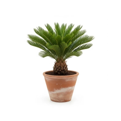 Picture of সাইকাস ফুলের চারা - Cycas Flower Plant | এখনই কিনুন!