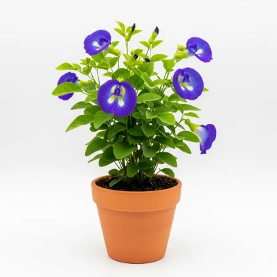 Picture of নীল অপরাজিতা ফুলের চারা - Neel Aparajita Flower Plant | Buy Online in Bangladesh