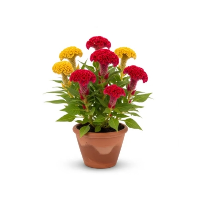 Picture of মোরগফুল ফুলের চারা - আকর্ষণীয় রঙের সমাহার | Celosia Flower Plant