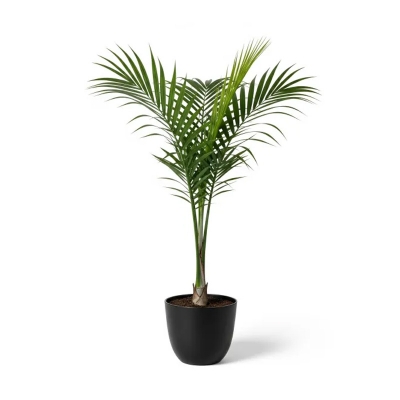 Picture of Royal Palm Plant ফুলের চারা - রয়্যাল পাম গাছ অনলাইনে কিনুন বাংলাদেশে | Royal Palm Tree Sapling