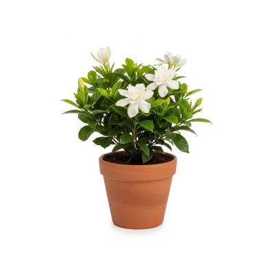 Picture of গন্ধরাজ ফুলের চারা - সুগন্ধী গার্ডেনিয়া গাছ | Gardenia Plant
