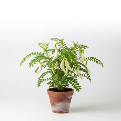 Picture of বকফুল ফ্লাওয়ার প্ল্যান্ট - Bokful Flower Plant - আপনার বাগানের জন্য সেরা ফুলের চারা