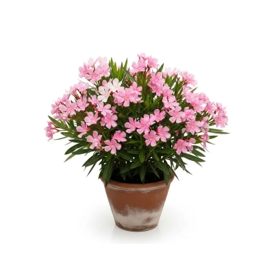 Picture of করবী ফুলের চারা - Karabi Flower Plant - আপনার বাগানের জন্য