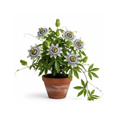 Picture of ঝুমকলতা ফুলের চারা - অনলাইনে কিনুন সেরা দামে | ঝুমকা লতা গাছ