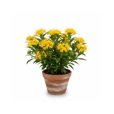 Picture of ফার্স্ট লাভ ফুল চারা - First Love Flower Plant | আকর্ষণীয় এবং সুগন্ধী