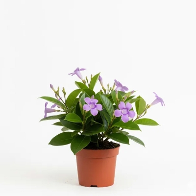 Picture of Rubber Vine Flower Plant - রাবার ভাইন ফুলের চারা - Buy Online in Bangladesh