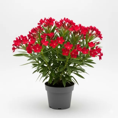 Picture of লাল করবী ফুল গাছ - Red Karabi Flower Plant - অনলাইনে কিনুন