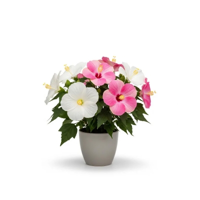 Picture of স্থলপদ্ম ফুলের চারা - Night Blooming Cereus Plant - সুলভ মূল্যে কিনুন!