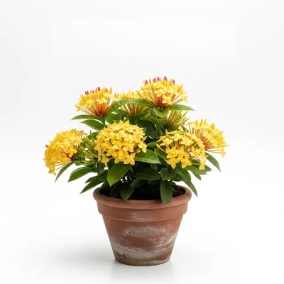 Picture of হলুদ রঙ্গন চারা - আকর্ষণীয় ফুল ও সহজ পরিচর্যা | Yellow Rongon Plant