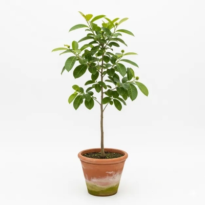 Picture of কদম ফুলের চারা - বর্ষার সৌন্দর্য আপনার বাগানে (Kadom Flower Plant)